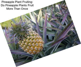 Pineapple Plant Fruiting: Do Pineapple Plants Fruit More Than Once