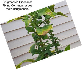 Brugmansia Diseases: Fixing Common Issues With Brugmansia