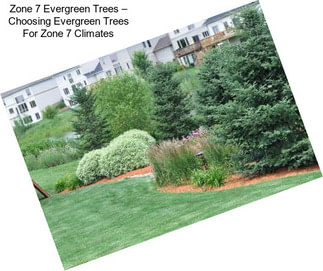 Zone 7 Evergreen Trees – Choosing Evergreen Trees For Zone 7 Climates