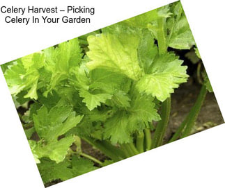 Celery Harvest – Picking Celery In Your Garden
