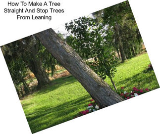 How To Make A Tree Straight And Stop Trees From Leaning