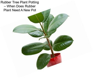 Rubber Tree Plant Potting – When Does Rubber Plant Need A New Pot