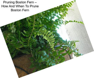 Pruning Boston Fern – How And When To Prune Boston Fern