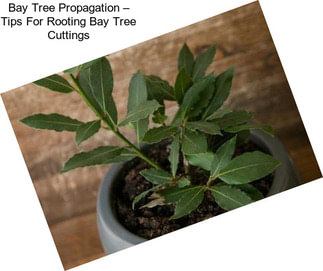 Bay Tree Propagation – Tips For Rooting Bay Tree Cuttings