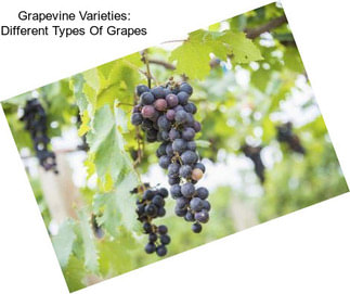 Grapevine Varieties: Different Types Of Grapes