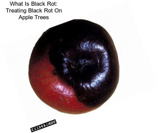 What Is Black Rot: Treating Black Rot On Apple Trees