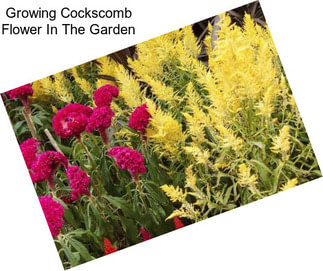 Growing Cockscomb Flower In The Garden