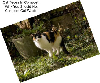 Cat Feces In Compost: Why You Should Not Compost Cat Waste