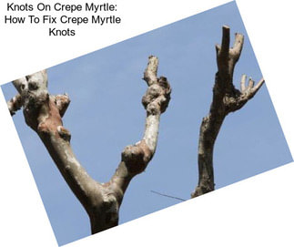 Knots On Crepe Myrtle: How To Fix Crepe Myrtle Knots