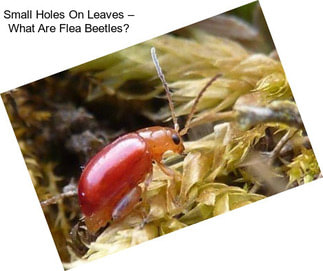 Small Holes On Leaves – What Are Flea Beetles?