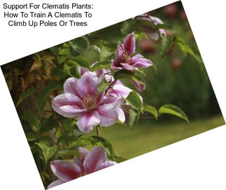 Support For Clematis Plants: How To Train A Clematis To Climb Up Poles Or Trees