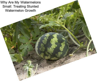 Why Are My Watermelons Small: Treating Stunted Watermelon Growth