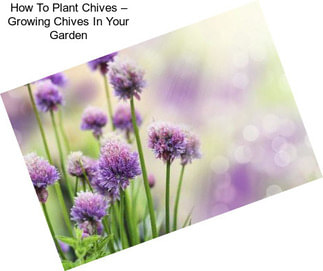 How To Plant Chives – Growing Chives In Your Garden