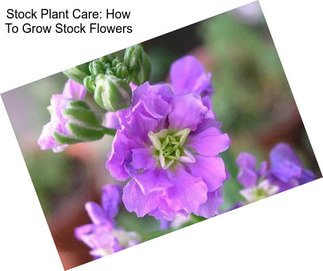 Stock Plant Care: How To Grow Stock Flowers
