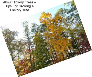 About Hickory Trees – Tips For Growing A Hickory Tree