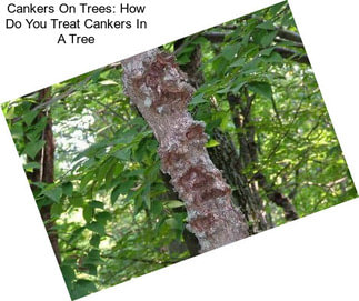 Cankers On Trees: How Do You Treat Cankers In A Tree