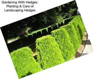 Gardening With Hedges: Planting & Care of Landscaping Hedges