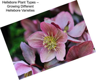 Hellebore Plant Types – Growing Different Hellebore Varieties