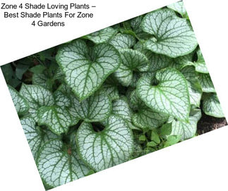 Zone 4 Shade Loving Plants – Best Shade Plants For Zone 4 Gardens