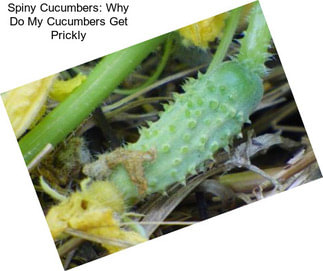 Spiny Cucumbers: Why Do My Cucumbers Get Prickly