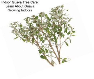 Indoor Guava Tree Care: Learn About Guava Growing Indoors