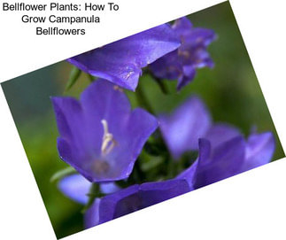 Bellflower Plants: How To Grow Campanula Bellflowers