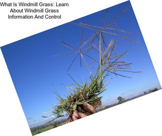 What Is Windmill Grass: Learn About Windmill Grass Information And Control