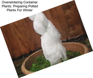 Overwintering Container Plants: Preparing Potted Plants For Winter