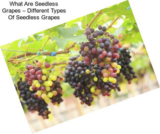 What Are Seedless Grapes – Different Types Of Seedless Grapes