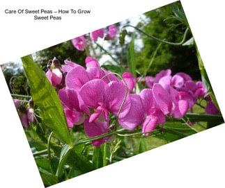 Care Of Sweet Peas – How To Grow Sweet Peas