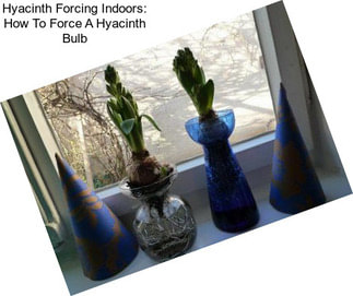 Hyacinth Forcing Indoors: How To Force A Hyacinth Bulb