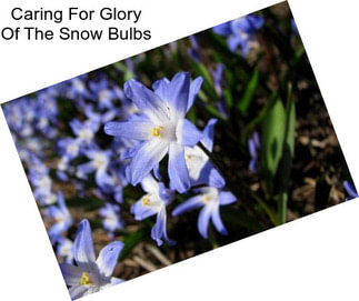 Caring For Glory Of The Snow Bulbs