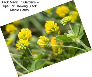 Black Medic In Gardens – Tips For Growing Black Medic Herbs