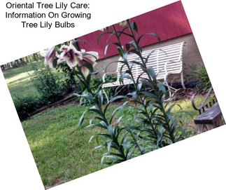 Oriental Tree Lily Care: Information On Growing Tree Lily Bulbs