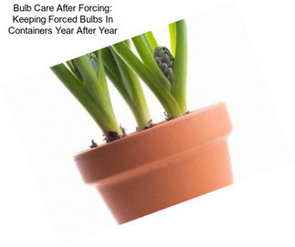 Bulb Care After Forcing: Keeping Forced Bulbs In Containers Year After Year