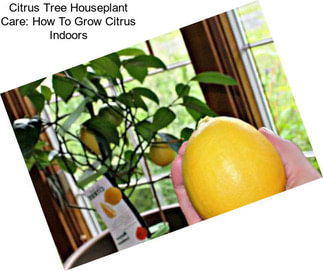 Citrus Tree Houseplant Care: How To Grow Citrus Indoors