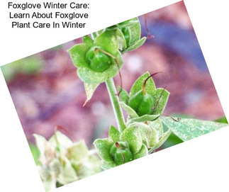 Foxglove Winter Care: Learn About Foxglove Plant Care In Winter