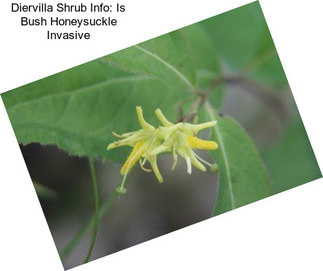 Diervilla Shrub Info: Is Bush Honeysuckle Invasive