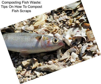 Composting Fish Waste: Tips On How To Compost Fish Scraps