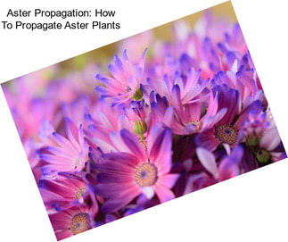 Aster Propagation: How To Propagate Aster Plants