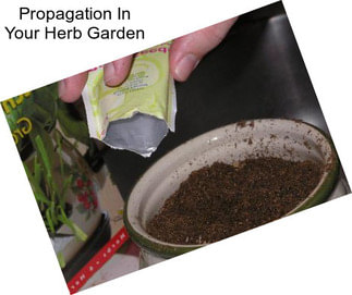 Propagation In Your Herb Garden