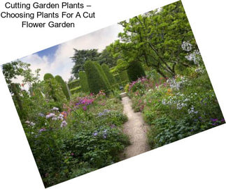 Cutting Garden Plants – Choosing Plants For A Cut Flower Garden