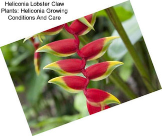 Heliconia Lobster Claw Plants: Heliconia Growing Conditions And Care