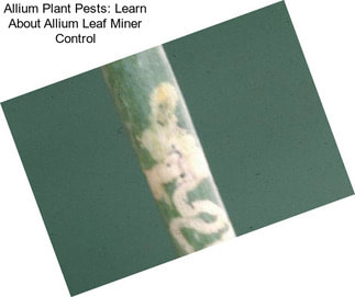 Allium Plant Pests: Learn About Allium Leaf Miner Control