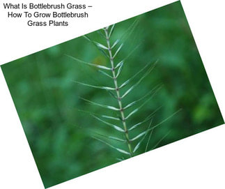 What Is Bottlebrush Grass – How To Grow Bottlebrush Grass Plants