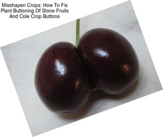 Misshapen Crops: How To Fix Plant Buttoning Of Stone Fruits And Cole Crop Buttons