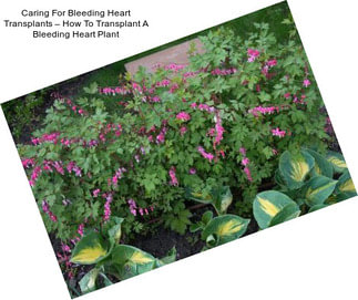 Caring For Bleeding Heart Transplants – How To Transplant A Bleeding Heart Plant