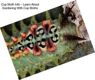 Cup Moth Info – Learn About Gardening With Cup Moths