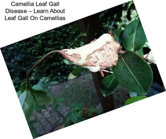 Camellia Leaf Gall Disease – Learn About Leaf Gall On Camellias