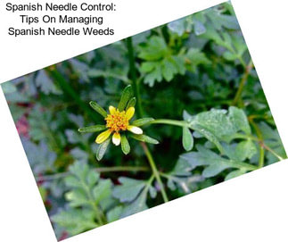 Spanish Needle Control: Tips On Managing Spanish Needle Weeds